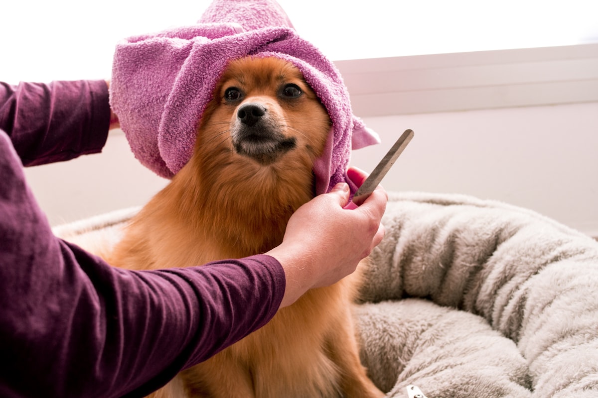 Cepillos y grooming