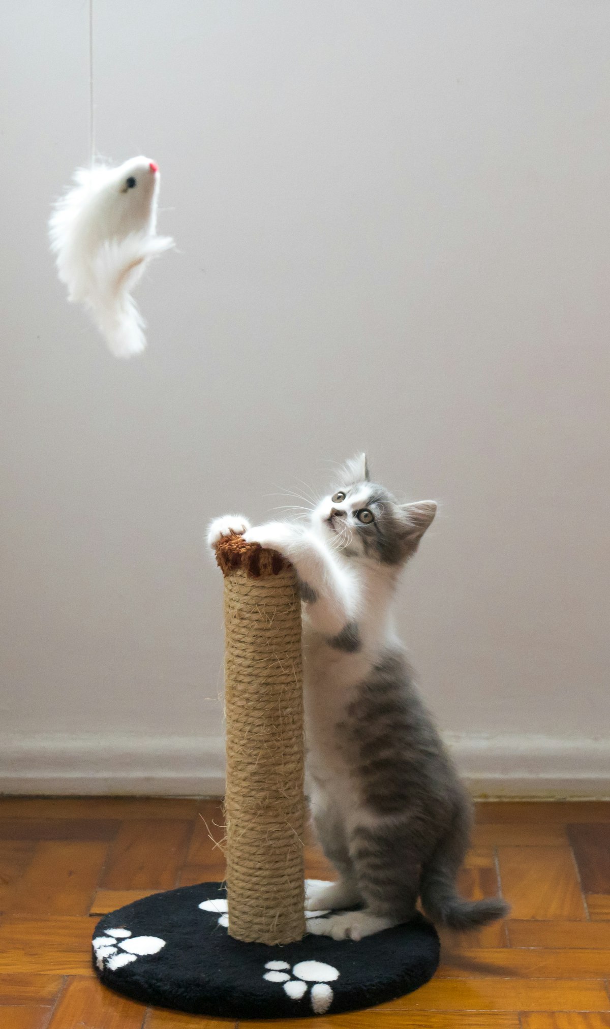 Rascadores para gatos