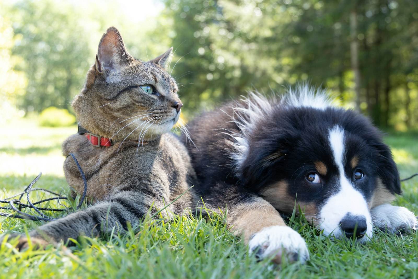 Un gato y un perro descansando juntos felices sobre el pasto